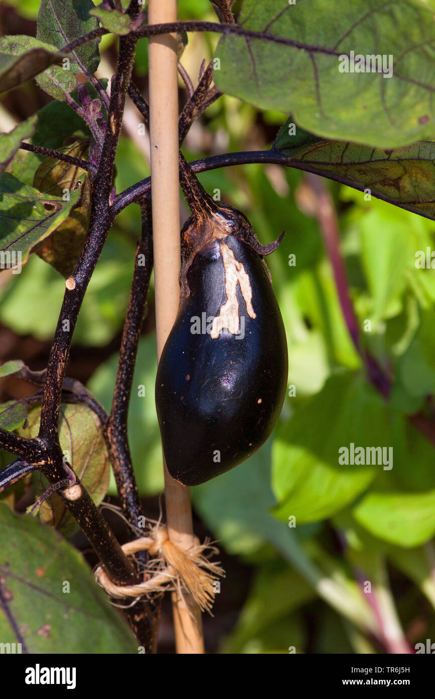 Melanzane, di melanzana (Solanum melongena), frutta Foto Stock