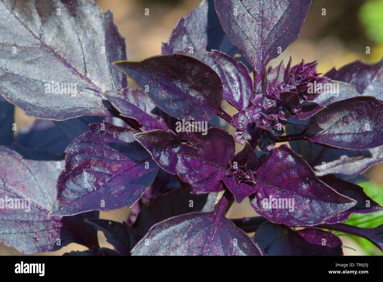 Sweet Basil (Ocimum basilicum), inflorecence Foto Stock