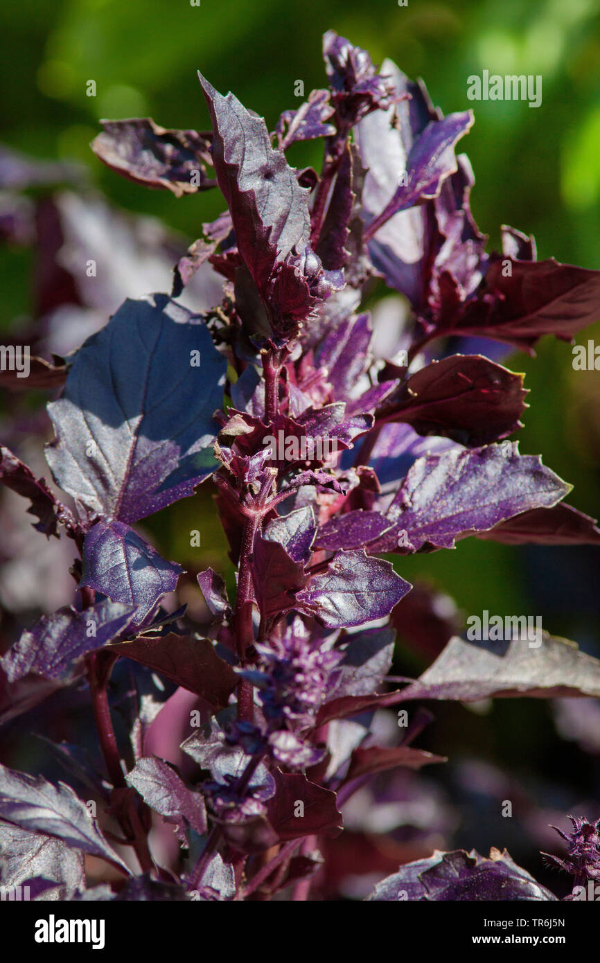 Sweet Basil (Ocimum basilicum), inflorecence Foto Stock