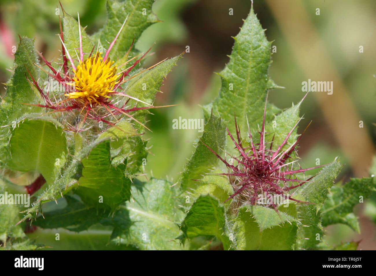 Cardo santo, il beato thistle (Cnicus benedictus), fioritura Foto Stock