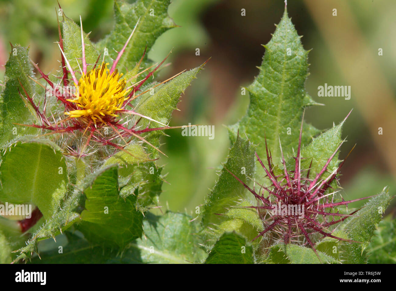 Cardo santo, il beato thistle (Cnicus benedictus), fioritura Foto Stock