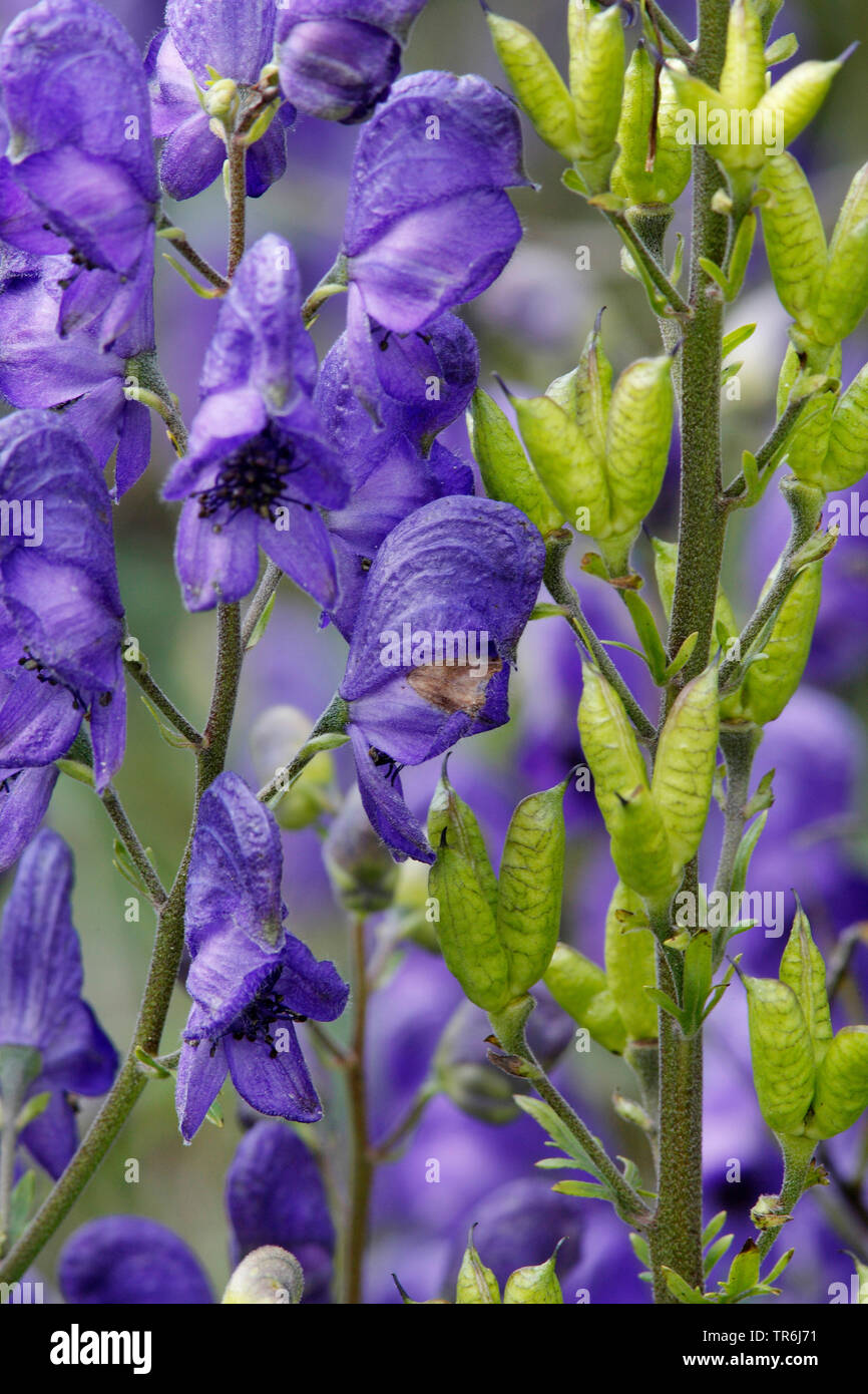 Monk's-cofano, vero monkshood, giardino monkshood (Aconitum napellus), fiori, in Germania, in Baviera Foto Stock