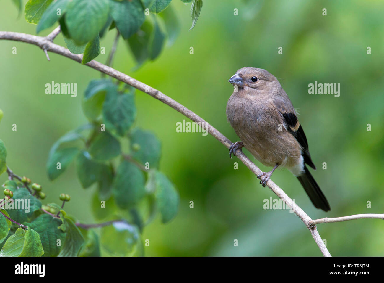 , Bullfinch ciuffolotto, bullfinch settentrionale (Pyrrhula pyrrhula), neonata, Germania Foto Stock