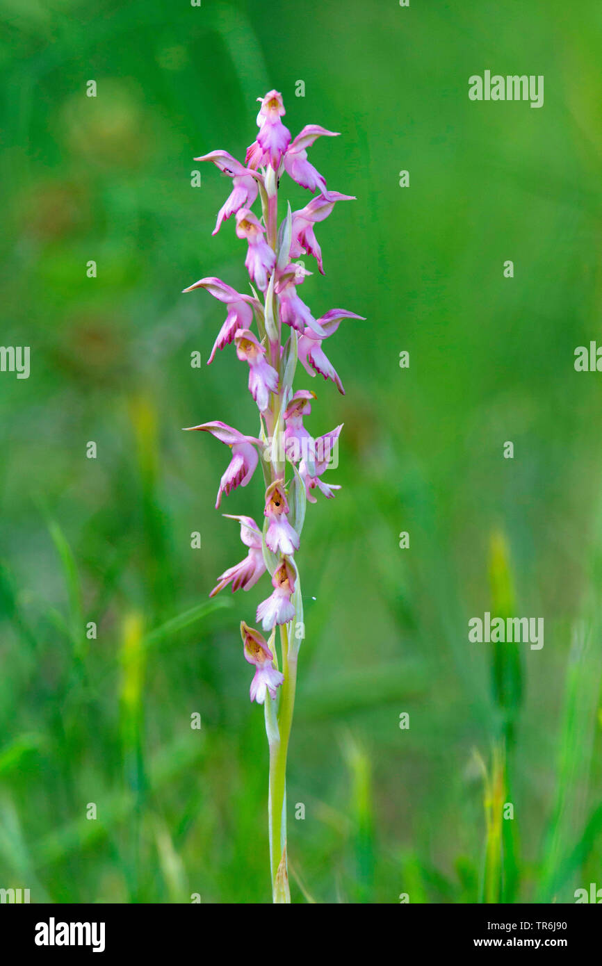 Terra santa orchis (Orchis sancta), infiorescenza, Grecia, Lesbo Foto Stock
