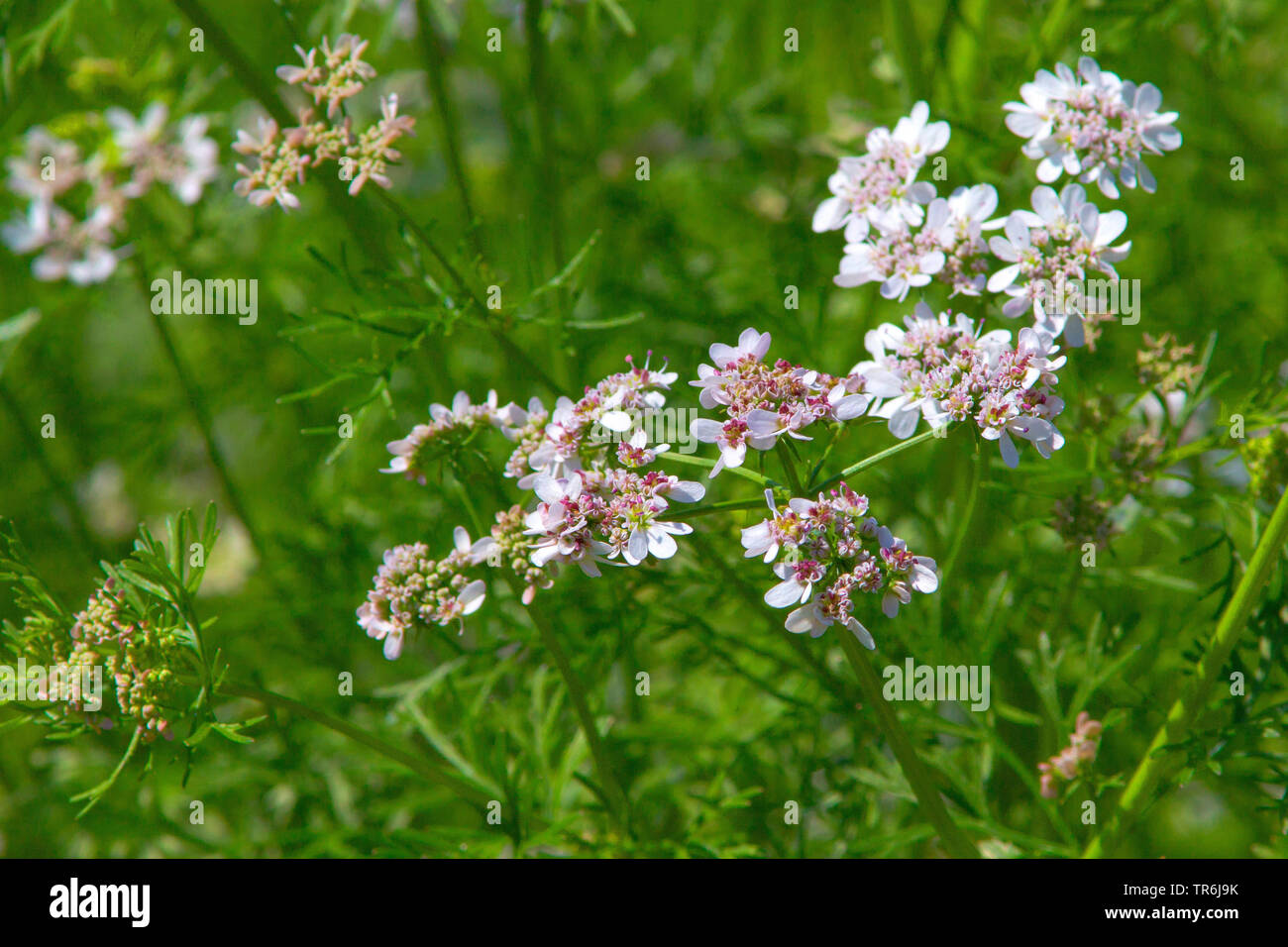 Il coriandolo (Coriandrum sativum), fioritura, Germania Foto Stock