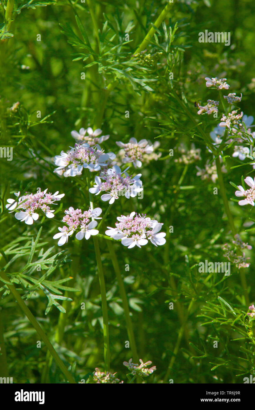 Il coriandolo (Coriandrum sativum), fioritura, Germania Foto Stock