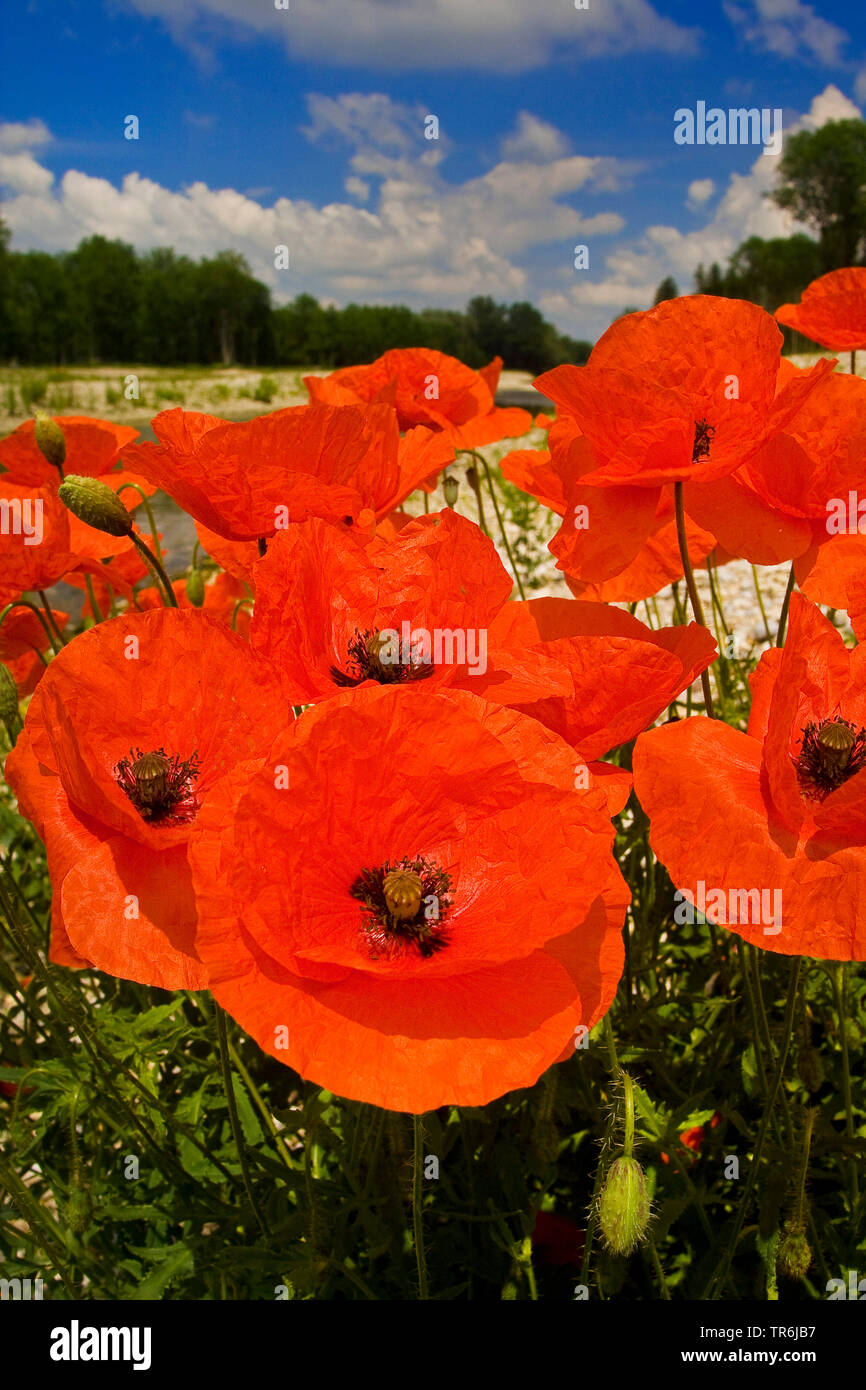 Comune di papavero, mais, papavero rosso papavero (Papaver rhoeas), fioritura sul fiume shingle, in Germania, in Baviera Foto Stock