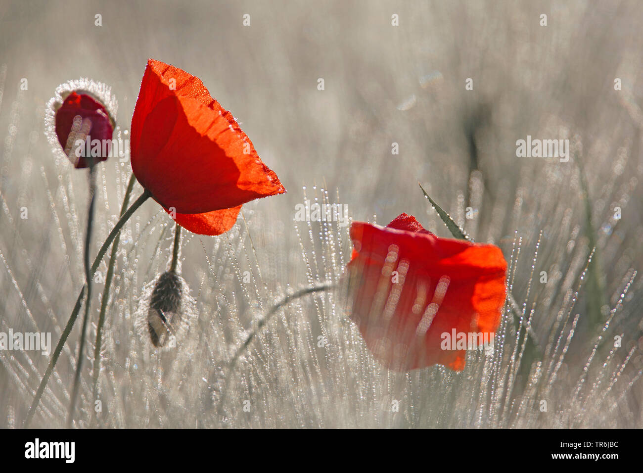 Comune di papavero, mais, papavero rosso papavero (Papaver rhoeas), fiori di papavero in un campo con rugiada di mattina, in Germania, in Baviera Foto Stock