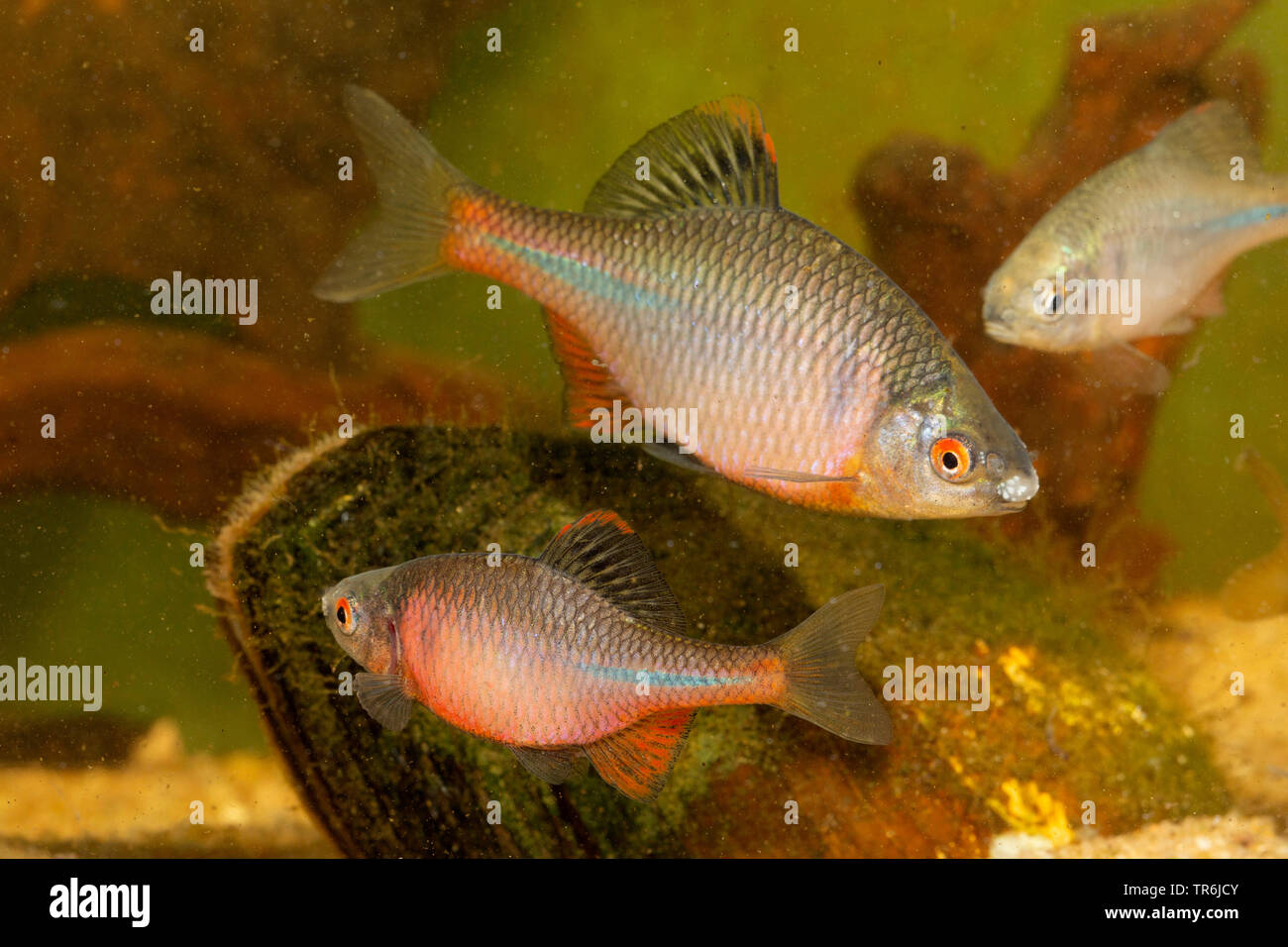 Bitterling (Rhodeus amarus, Rhodeus sericeus, Rhodeus sericeus amarus), maschi combattivo nella colorazione nuziale con cozze, Germania Foto Stock