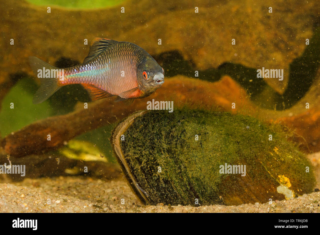 Bitterling (Rhodeus amarus, Rhodeus sericeus, Rhodeus sericeus amarus), maschio a guardia di una cozza, Germania Foto Stock