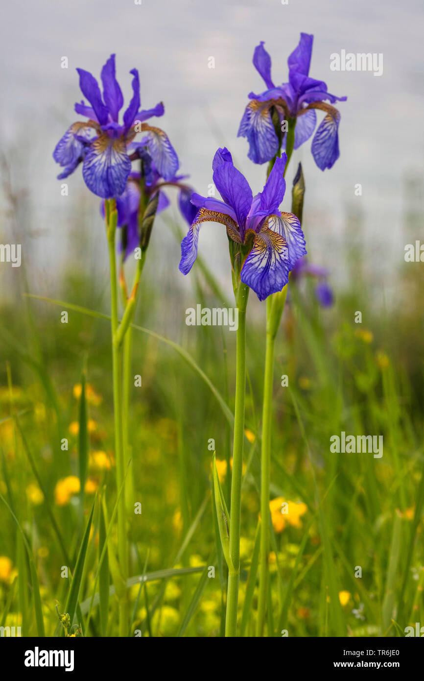 Iris siberiano siberiano bandiera (Iris sibirica), fioritura, in Germania, in Baviera, Staffelseemoore Foto Stock