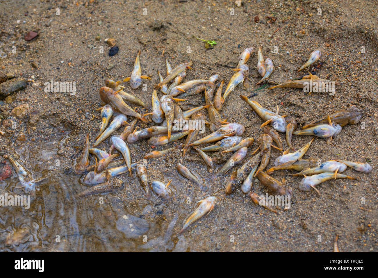 Miller con il pollice, paratia (Cottus gobio), la morte di massa di pesce sul passaggio di letame in un torrente, in Germania, in Baviera Foto Stock