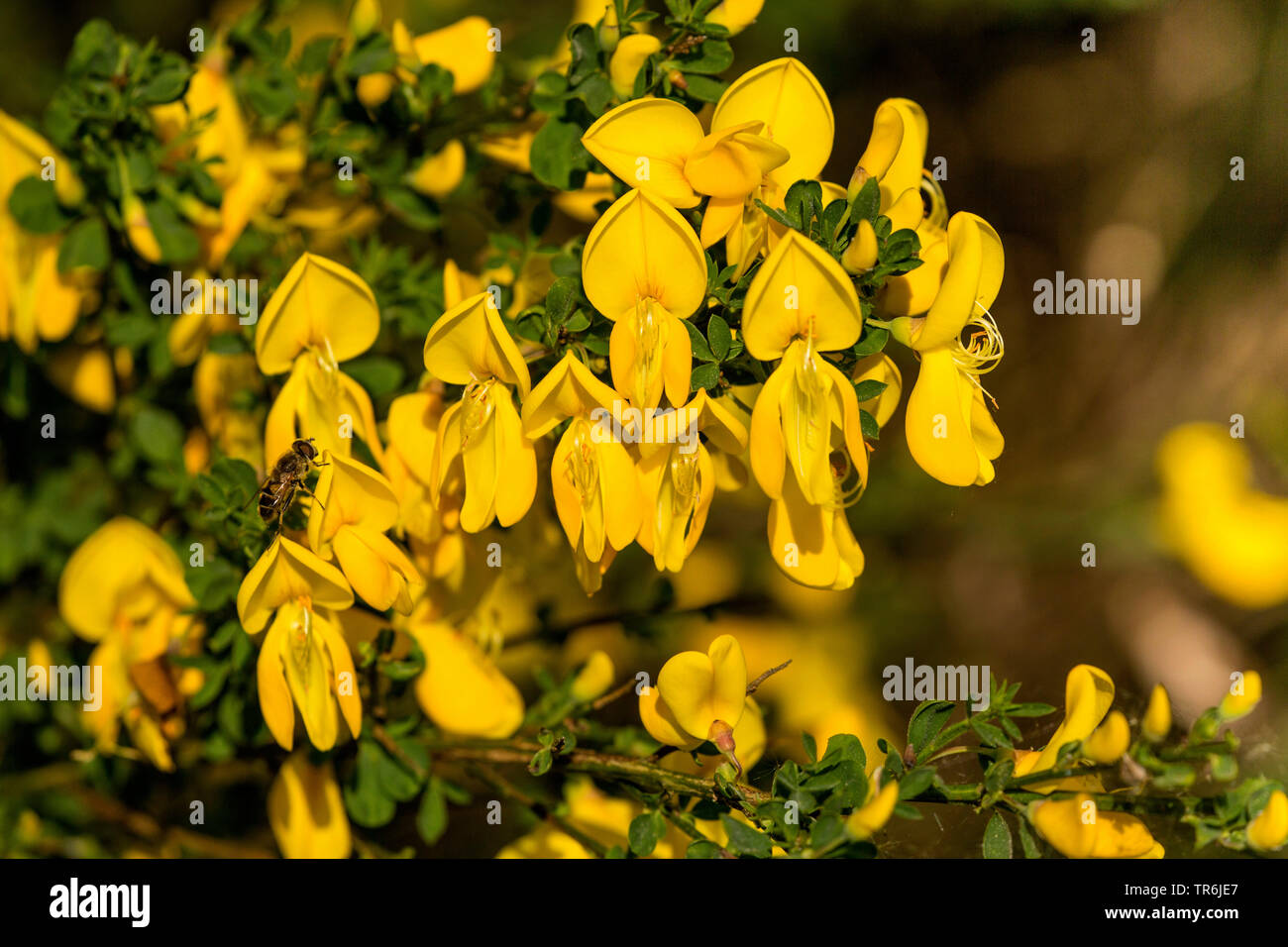 Hairy greenweed, Vancouver Oro, spunto di ginestra, oro flash Ginestra (Genista pilosa), fioritura, in Germania, in Baviera, Spessart Foto Stock