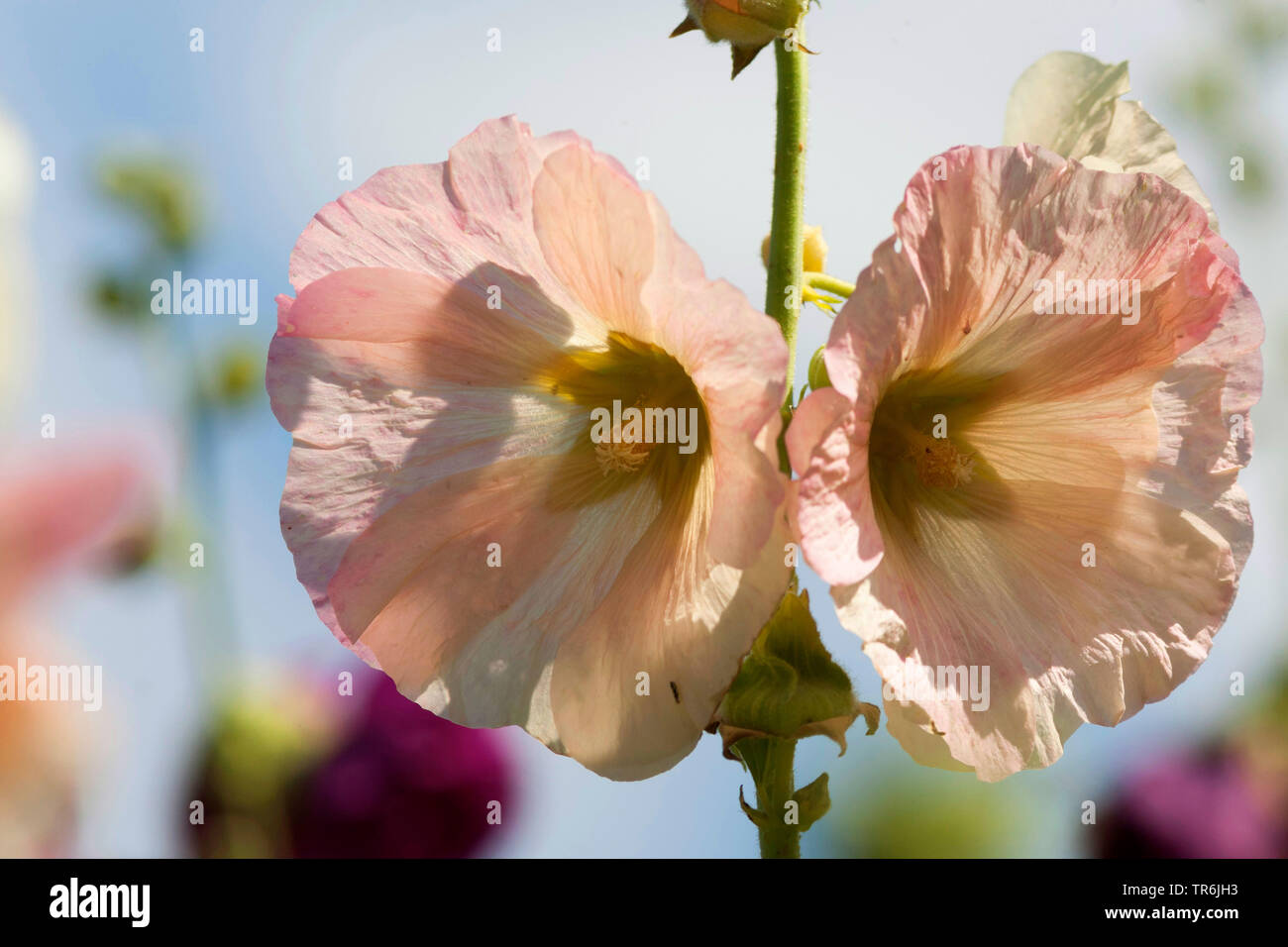 Hollyhock (Alcea rosea, Althaea rosea), fiori in controluce Foto Stock
