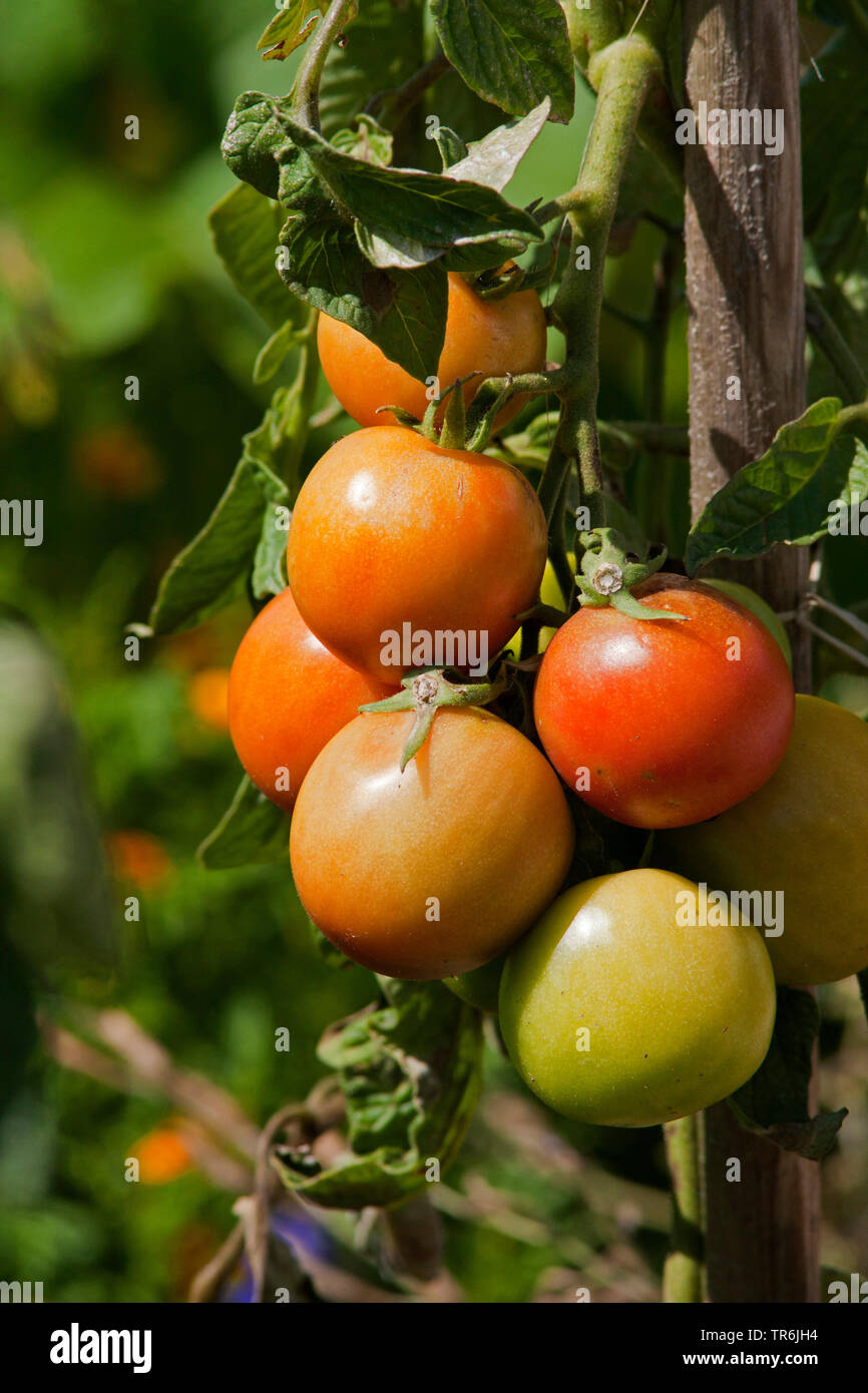 Giardino (pomodoro Solanum lycopersicum, Lycopersicon esculentum), quasi pomodori maturi presso l'impianto, Germania Foto Stock