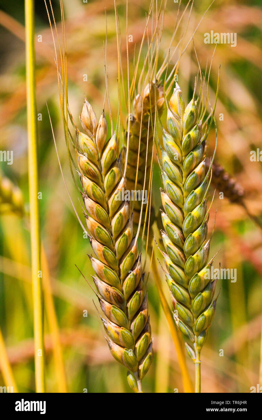 Coltivate Emmer (Triticum turgidum ssp. dicoccon, Triticum dicoccon), spighe mature, Germania Foto Stock