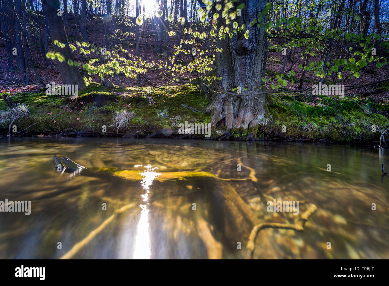 Sun riflette nelle acque del lago Grosser Stechlin, Germania, Brandeburgo, Grosser Stechlin, Neuglobsow Foto Stock