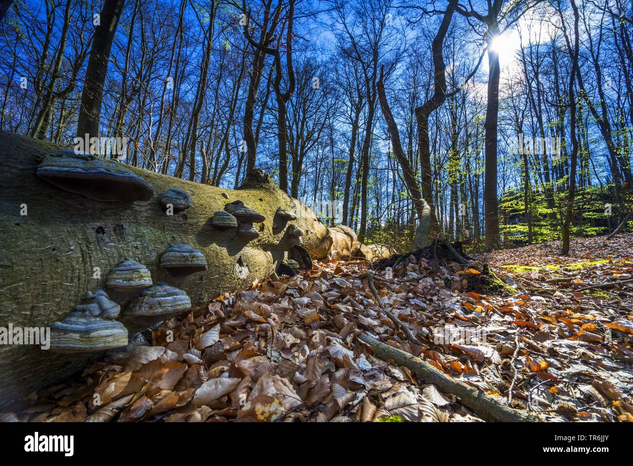 Albero caduto tronco con staffe in una foresta, Germania, il Land Brandeburgo Foto Stock
