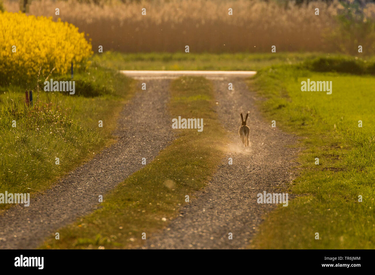 Lepre europea, Marrone lepre (Lepus europaeus), che corre lungo una strada di ghiaia, in Germania, in Baviera, Erdinger Moos Foto Stock