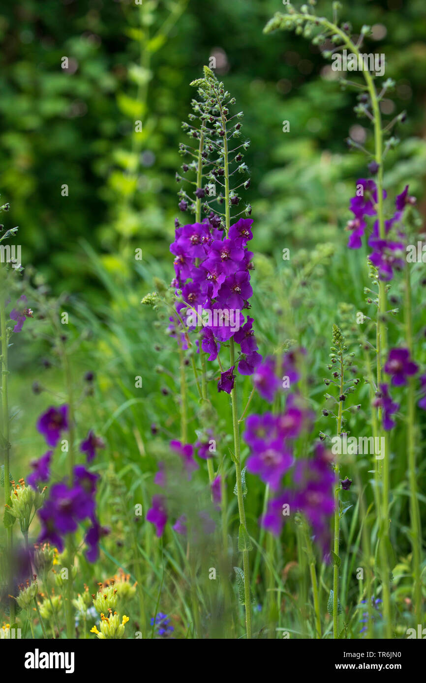 Viola, mullein mullein ornamentali (Molène phoeniceum), inflorecences Foto Stock