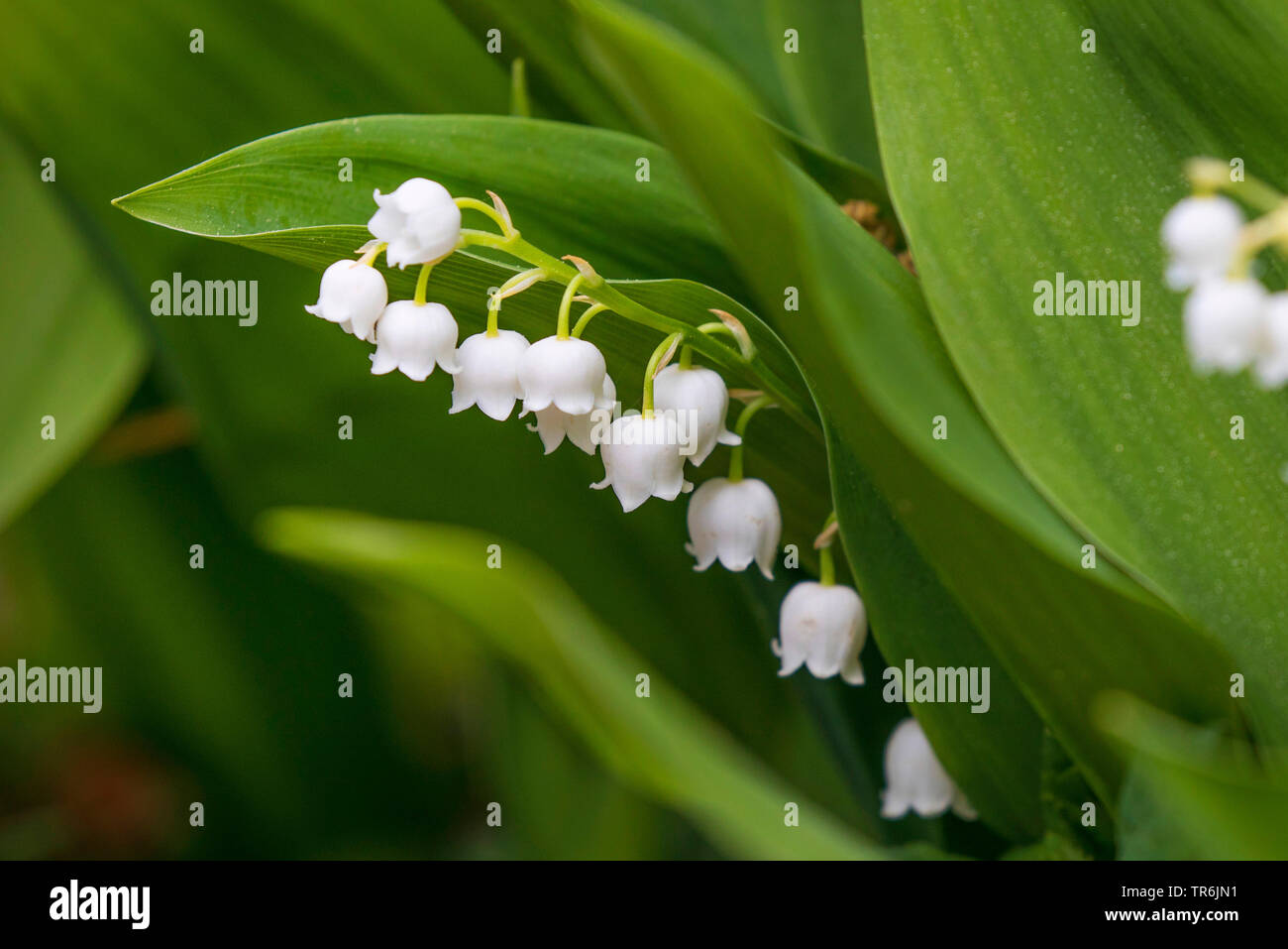 European Lily-di-il-valle (convallaria majalis), fioritura, in Germania, in Baviera Foto Stock