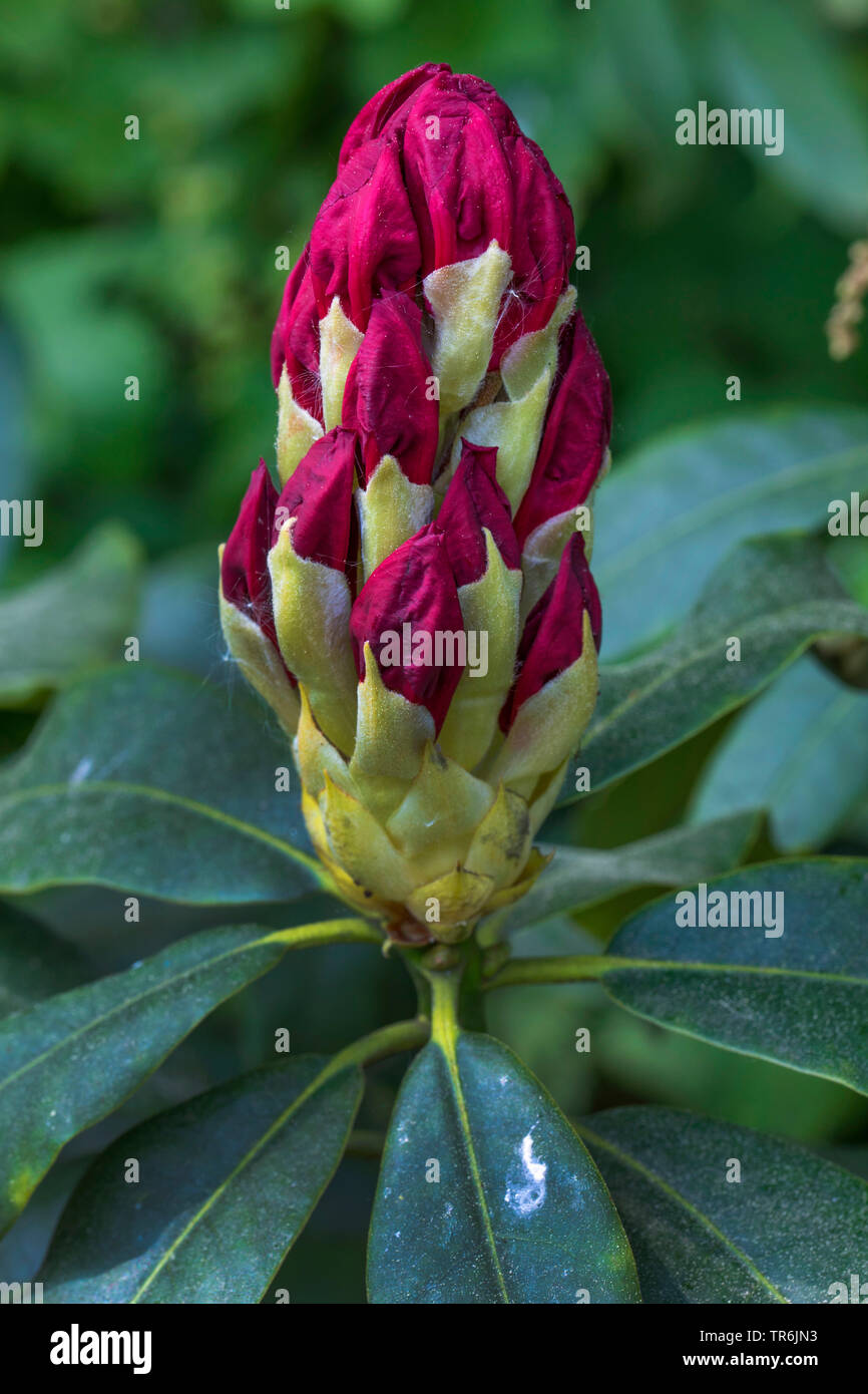 Rhododendron (Rhododendron spec.), infiorescenza a bud Foto Stock