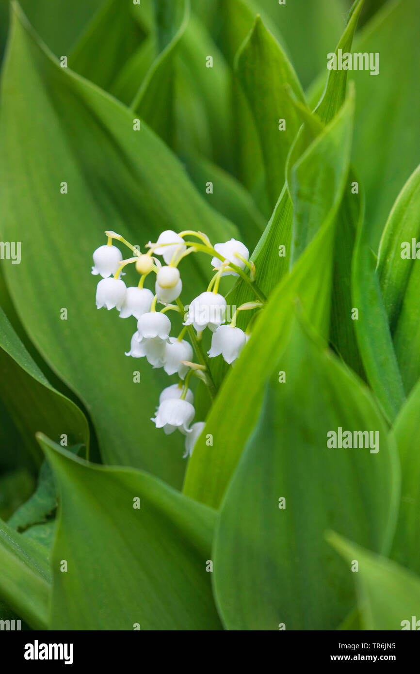 European Lily-di-il-valle (convallaria majalis), fioritura, in Germania, in Baviera Foto Stock