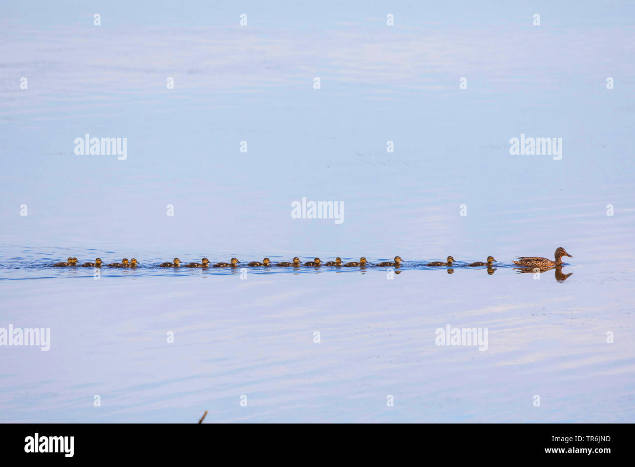 Il germano reale (Anas platyrhynchos), 16 chick in linea dietro la femmina, in Germania, in Baviera, il Lago Chiemsee Foto Stock