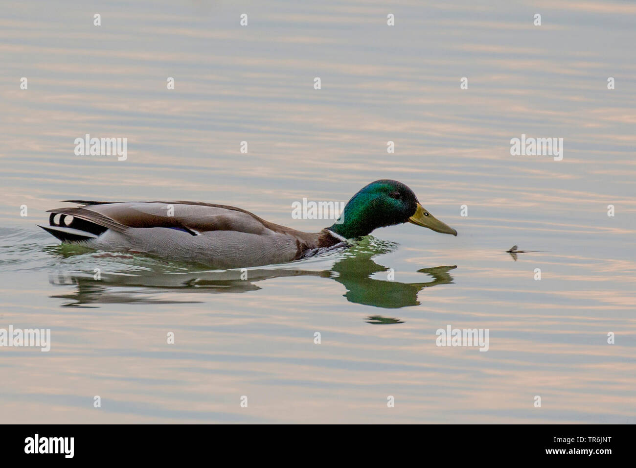 Il germano reale (Anas platyrhynchos), maschio alimentazione su effimere sull'acqua, in Germania, in Baviera, il Lago Chiemsee Foto Stock