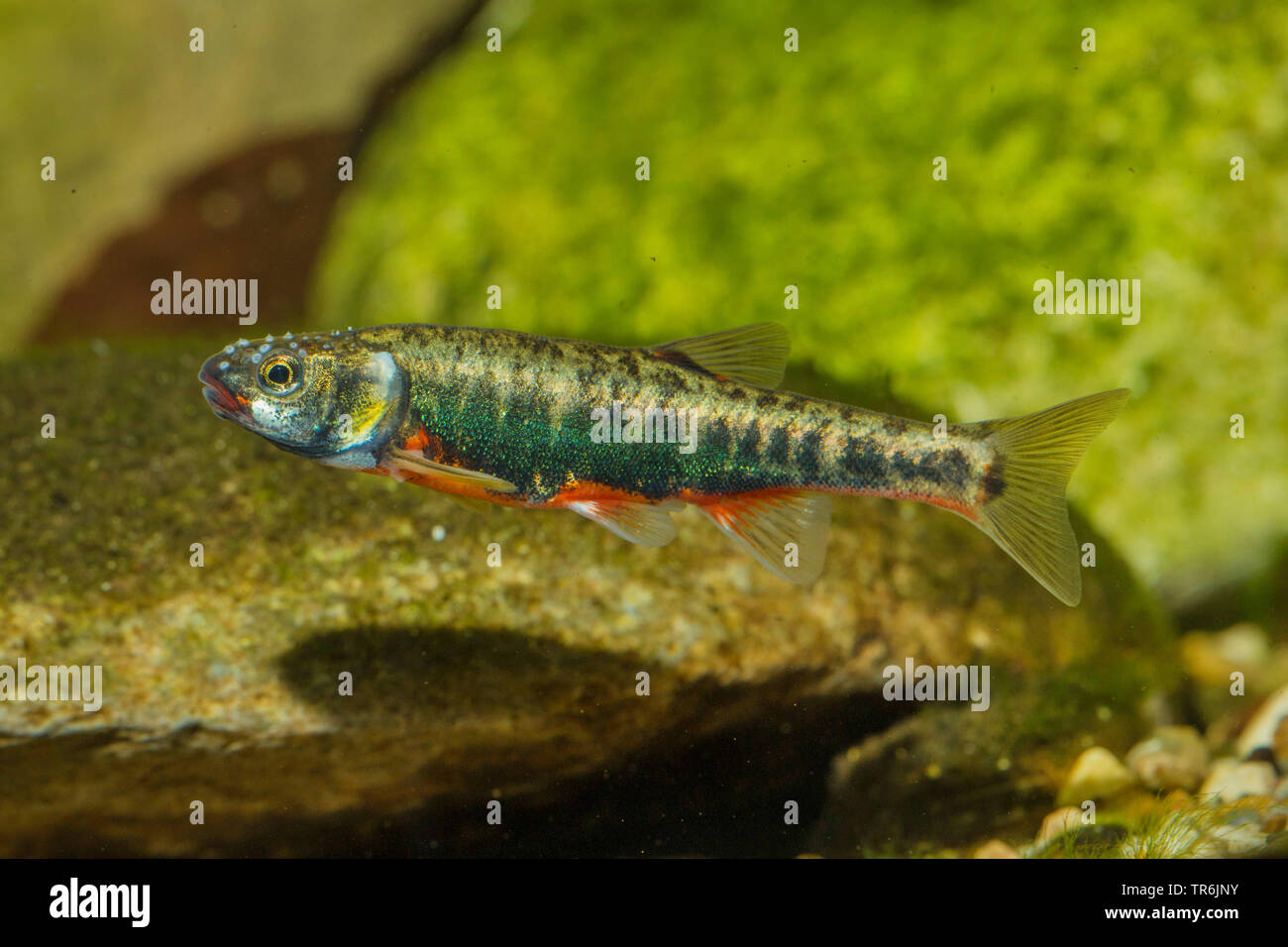 Minnow, Eurasian minnow (Phoxinus phoxinus), maschio con colorazione nuziale, Germania Foto Stock