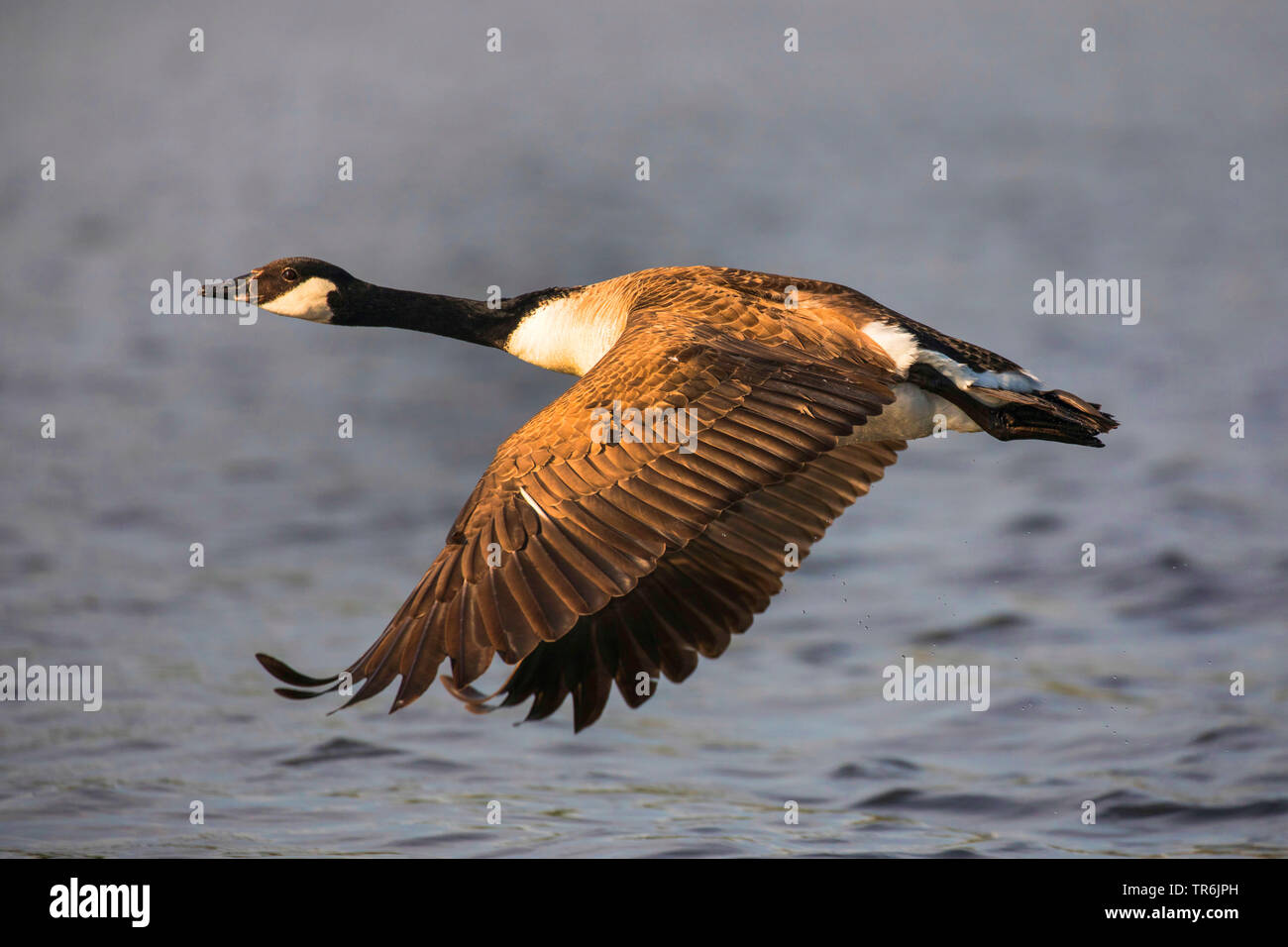 Canada goose (Branta canadensis) volando su un lago, in Germania, in Baviera Foto Stock