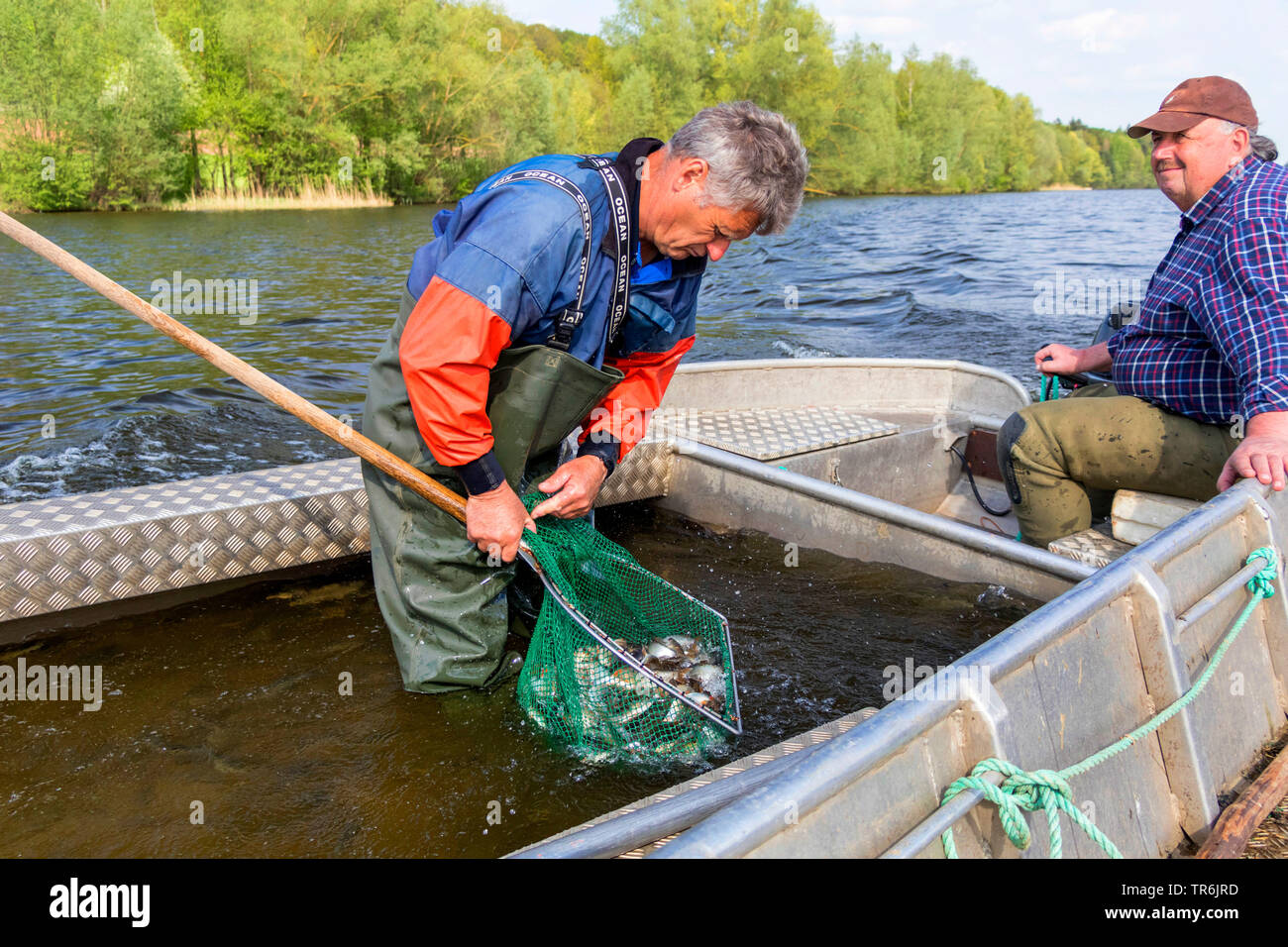 Bow net la pesca in un lago, catturati pesci sono ordinati, in Germania, in Baviera, Brombachspeichersee Foto Stock