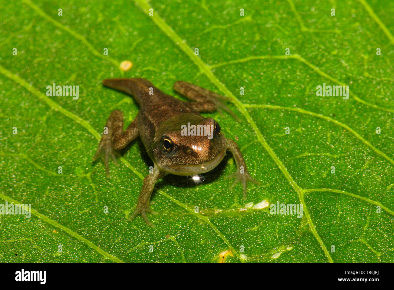 Rana comune, erba (rana temporaria rana), giovani rana su una foglia, Germania Foto Stock