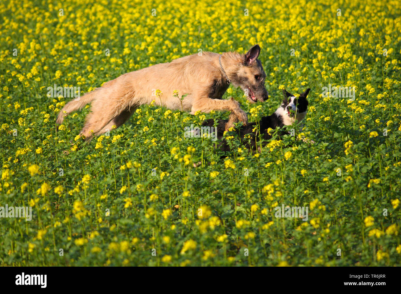 Irish Wolfhound (Canis lupus f. familiaris), giocando con un breer misti in un campo di senape, Germania Foto Stock