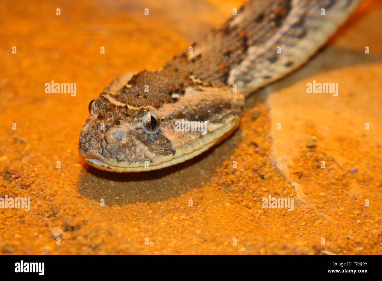 Puff sommatore (Bitis arietans Bitis, lachesis), ritratto, Africa Foto Stock