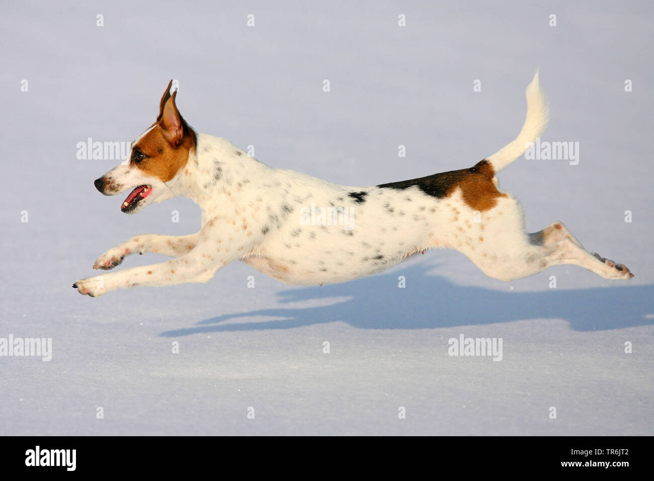 Jack Russell Terrier (Canis lupus f. familiaris), in esecuzione nella neve, Germania Foto Stock