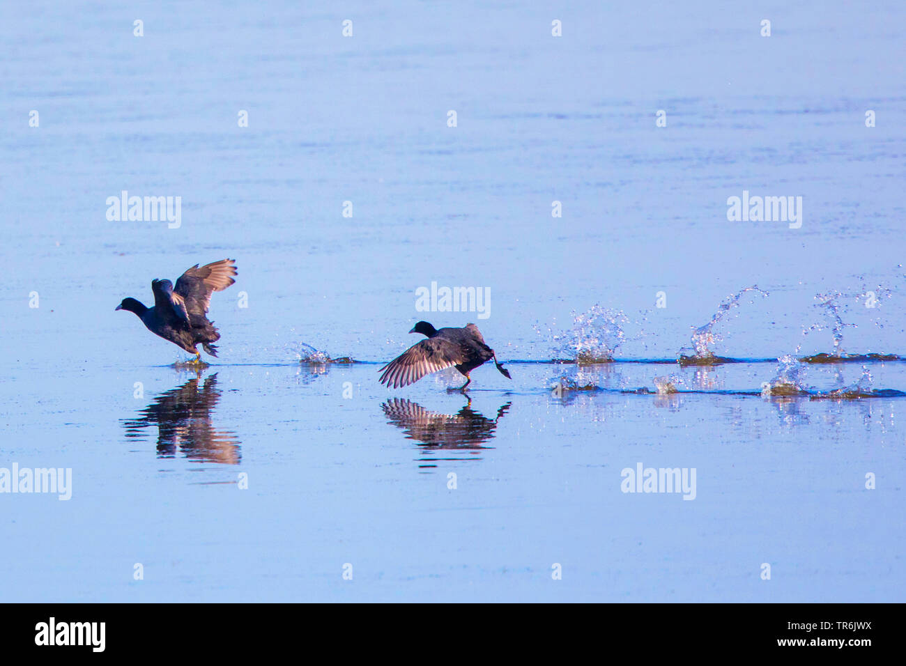 Nero la folaga (fulica atra), camminando sulla superficie di acqua continuo a spaventare un rivale, in Germania, in Baviera, il Lago Chiemsee Foto Stock