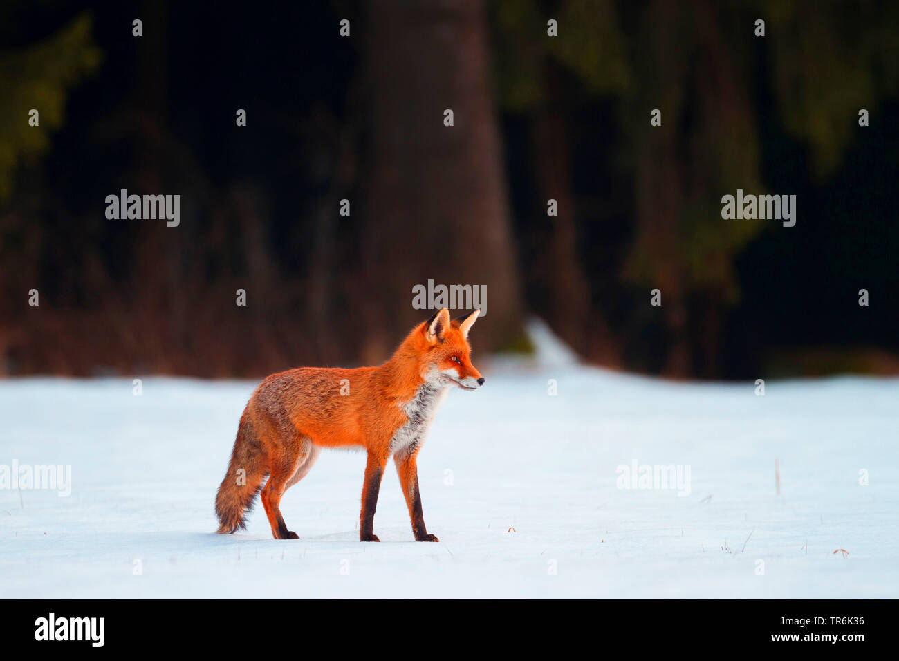 Red Fox (Vulpes vulpes vulpes), in inverno, Germania Foto Stock