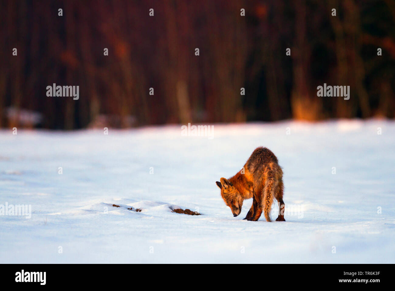 Red Fox (Vulpes vulpes vulpes), lo sniffing presso la neve in inverno, Germania Foto Stock