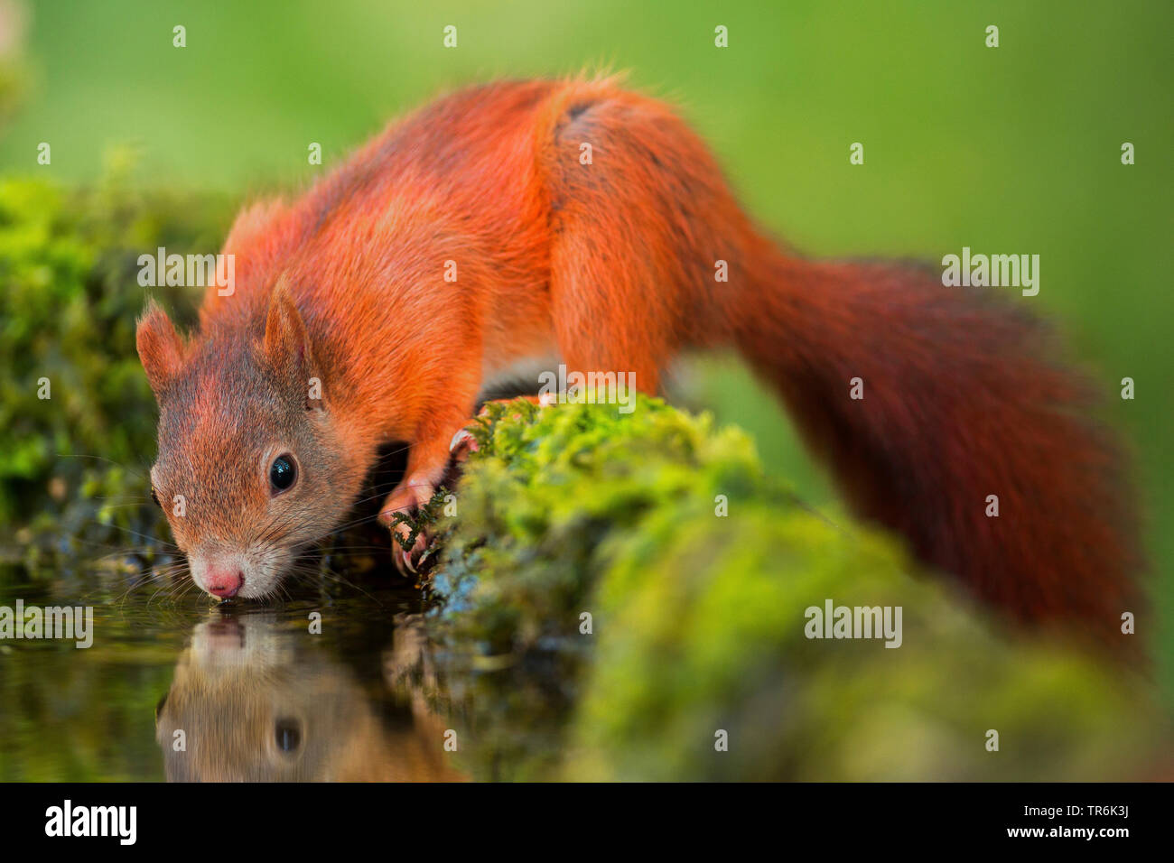 Unione scoiattolo rosso, Eurasian red scoiattolo (Sciurus vulgaris), bere, Germania Foto Stock