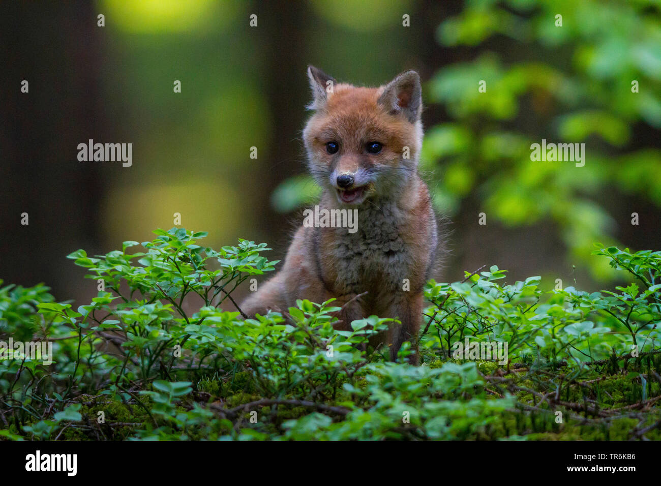 Red Fox (Vulpes vulpes vulpes), cucciolo in una foresta chiamando, Repubblica Ceca, Hlinsko Foto Stock