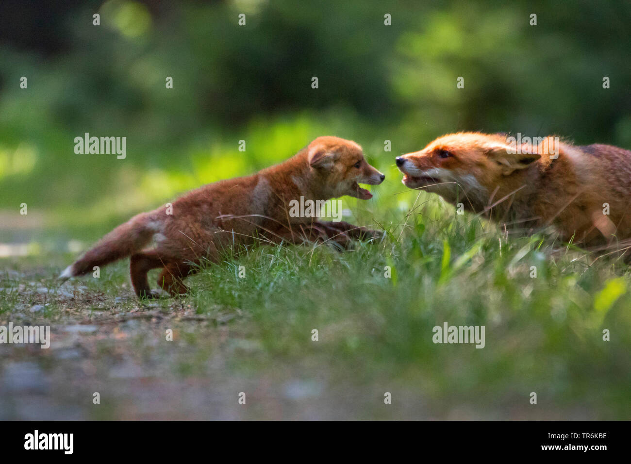Red Fox (Vulpes vulpes vulpes), giocando con il suo bambino in una foresta, Repubblica Ceca, Hlinsko Foto Stock
