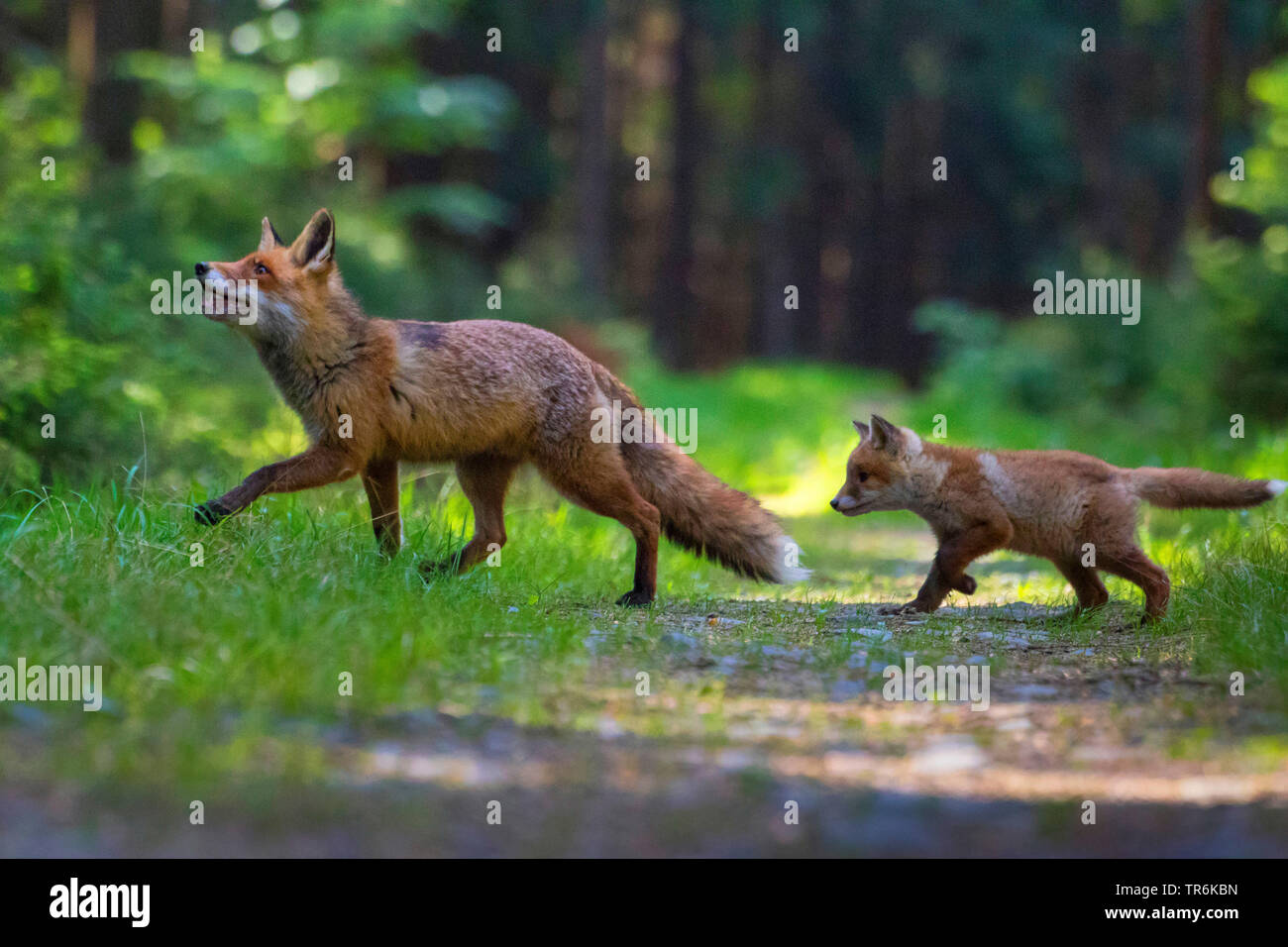 Red Fox (Vulpes vulpes vulpes), giocando con il suo bambino in una foresta, Repubblica Ceca, Hlinsko Foto Stock