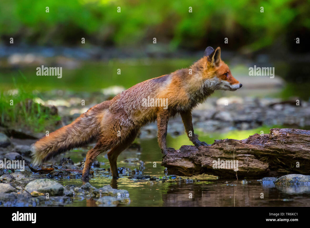 Red Fox (Vulpes vulpes vulpes), in piedi in una foresta creek, Repubblica Ceca, Hlinsko Foto Stock