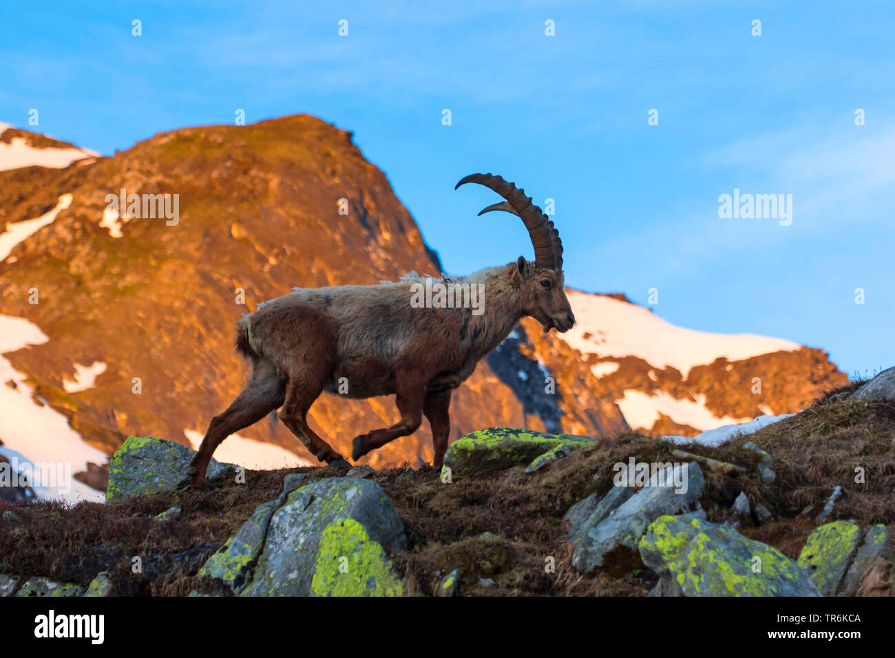 Stambecco delle Alpi (Capra ibex, Capra ibex ibex), camminando su un crinale montuoso, Svizzera Vallese, Nufenenpass Foto Stock