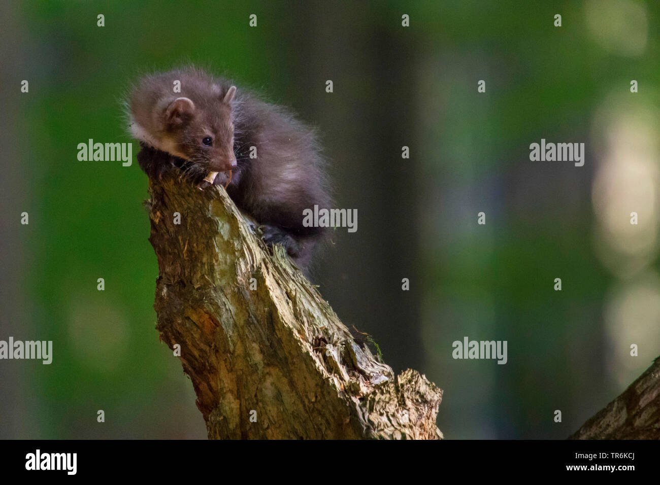 Faina, faina, petto bianco martora (Martes foina), il novellame di arrampicata su un albero intoppo, Repubblica Ceca, Hlinsko Foto Stock