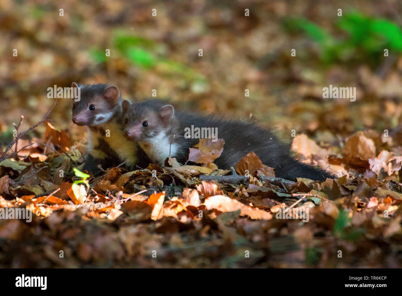 Faina, faina, petto bianco martora (Martes foina), due ragazzi giocare sul suolo della foresta, Repubblica Ceca, Hlinsko Foto Stock