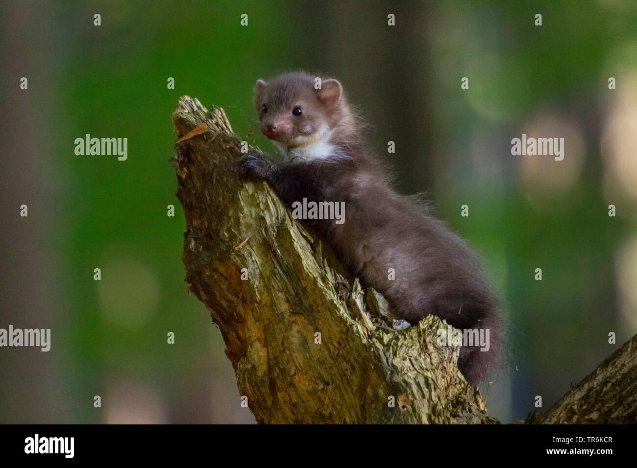 Faina, faina, petto bianco martora (Martes foina), il novellame di arrampicata su un albero intoppo, Repubblica Ceca, Hlinsko Foto Stock