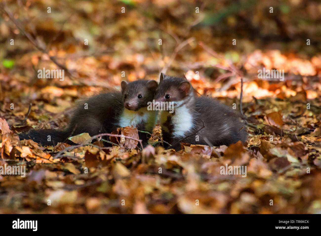 Faina, faina, petto bianco martora (Martes foina), due ragazzi giocare sul suolo della foresta, Repubblica Ceca, Hlinsko Foto Stock