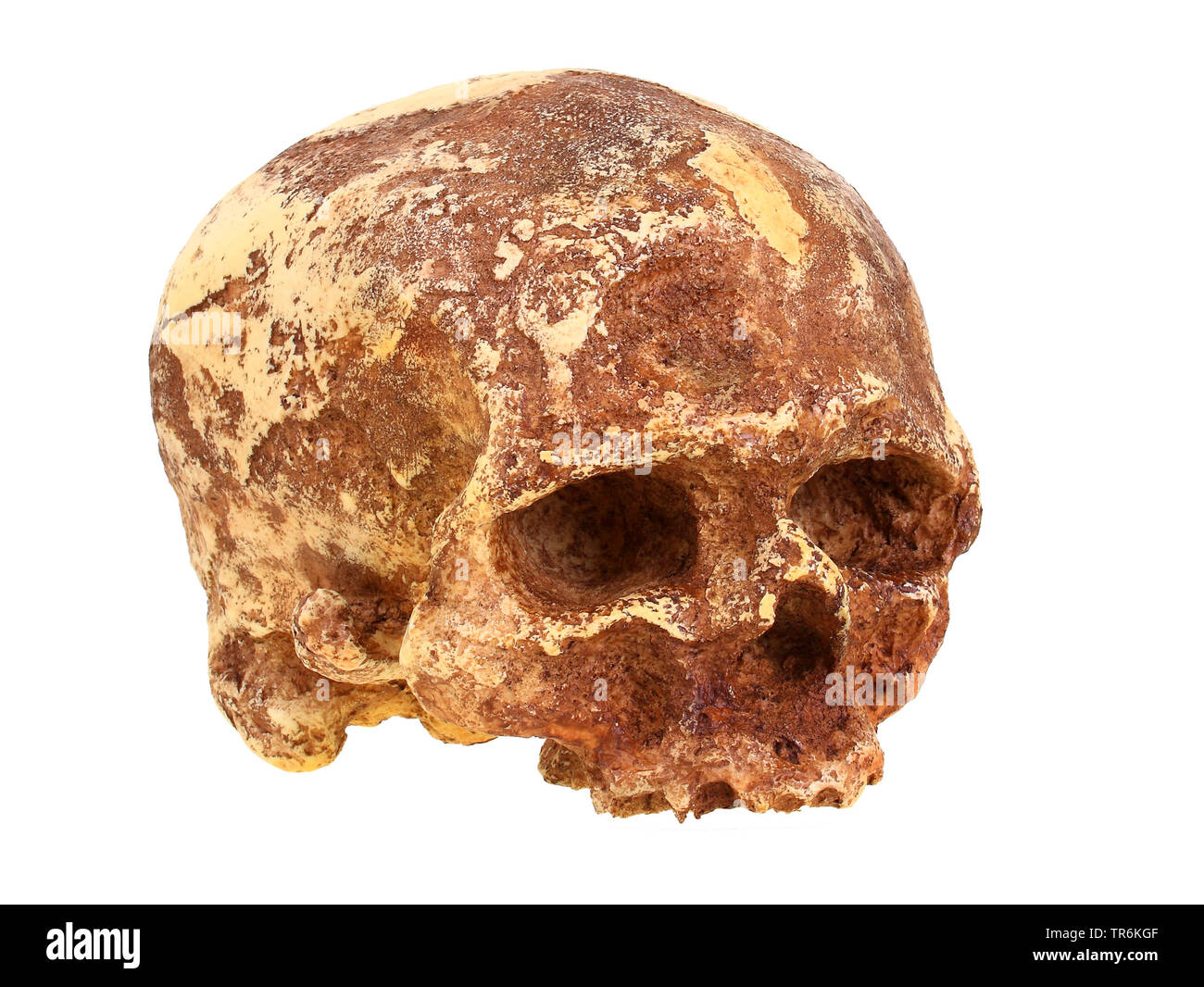 Cro-Magnon Man (Homo sapiens), replica del cranio di Cro Magnon (Homo Sapiens). Foto Stock